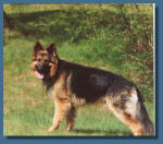 Alk vom Ahrensberg, er war mein Dicker :-)