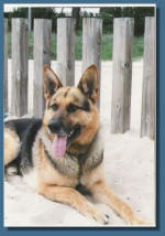 Arko vom Gevensleber Land, Franzis bester Freund :-)