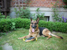 Eiko vom St�cksberg