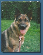 Lana vom Westernholz, sie war meine ' Baby'